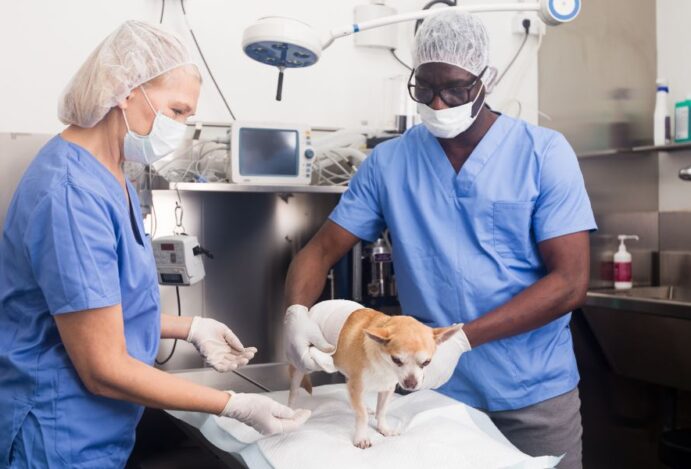 Castração em cães