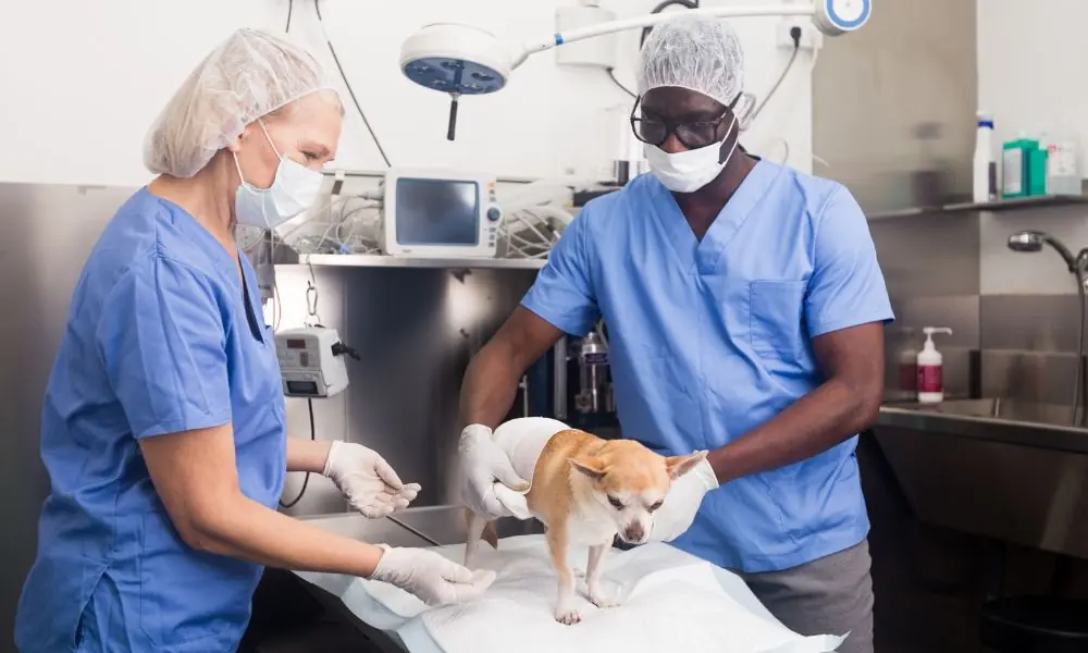 Design sem nome – 2023-05-17T165617.916 Castração em cães