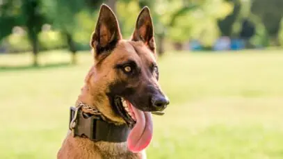 Dia do Cão Policial