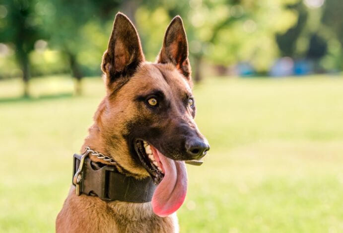 Dia do Cão Policial