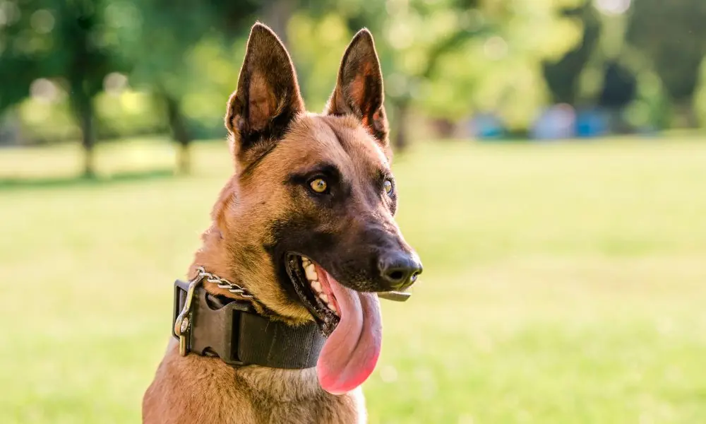 Dia do Cão Policial
