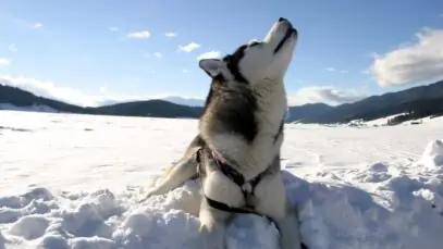 lobos