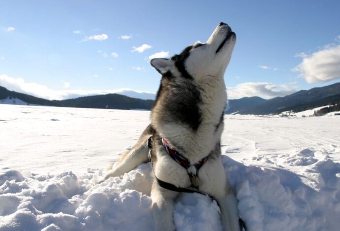 lobos
