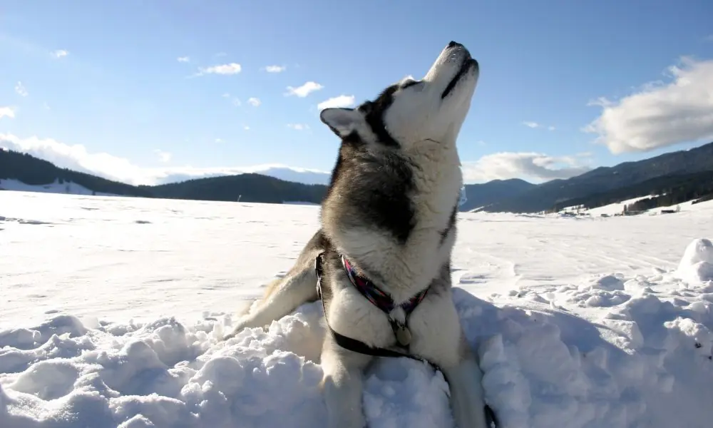 lobos