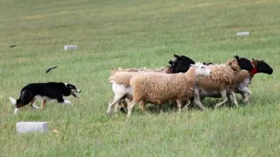 Border Collie