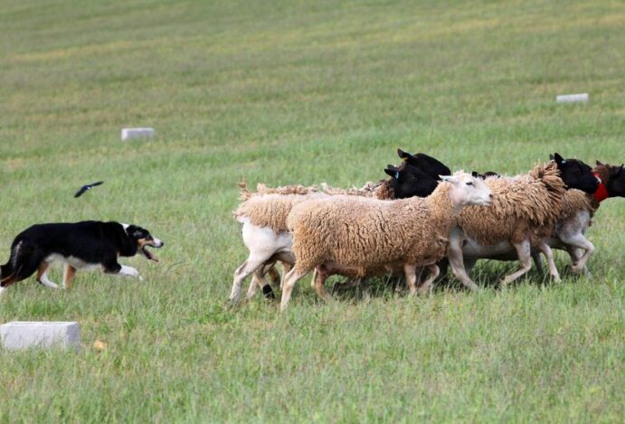 Border Collie