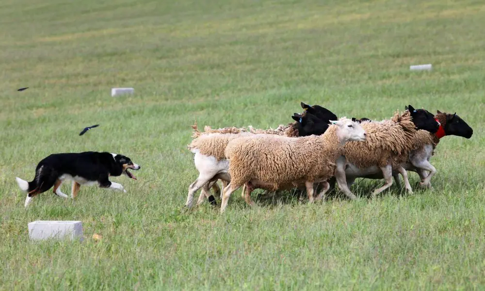 Border Collie