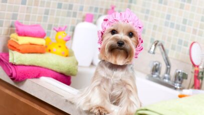 Design sem nome – 2023-05-23T113122.710 Pet Society