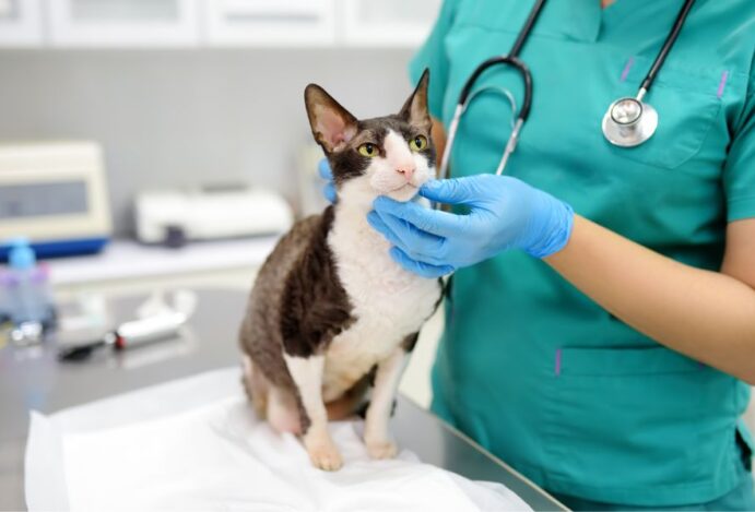 Medicina Veterinária