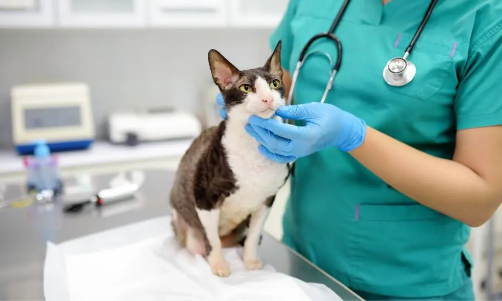 Medicina Veterinária