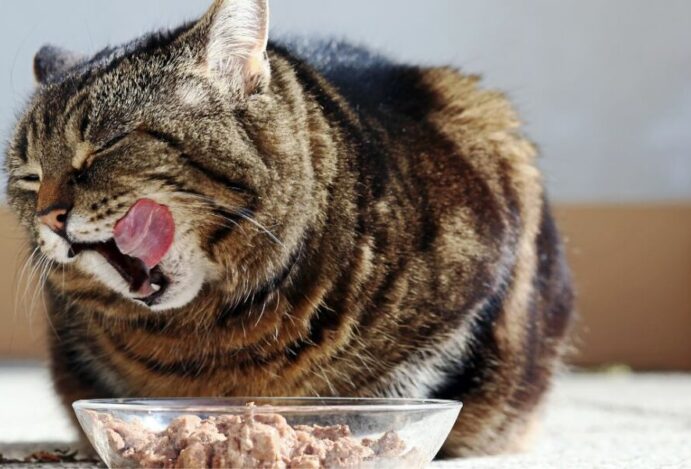 Ração para gatos