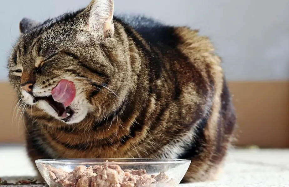 Ração para gatos