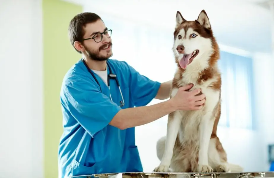 assistência