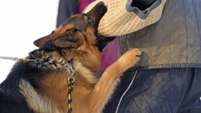 Design sem nome – 2023-05-26T103145.863 Conheça os cães com as mordidas mais fortes do mundo