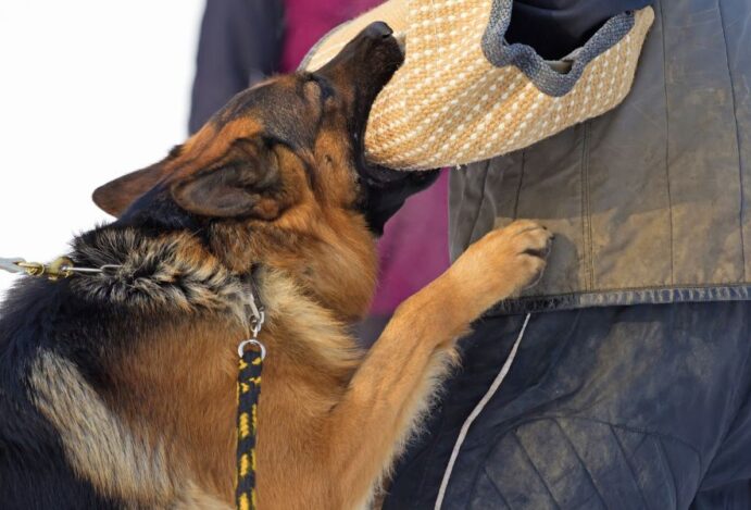 Conheça os cães com as mordidas mais fortes do mundo