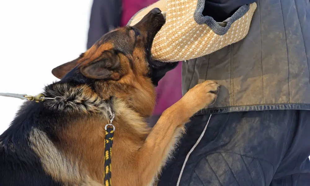 Conheça os cães com as mordidas mais fortes do mundo