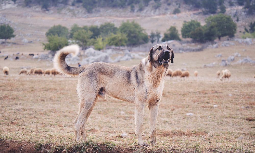 Conheça os cães com as mordidas mais fortes do mundo - Panorama PetVet