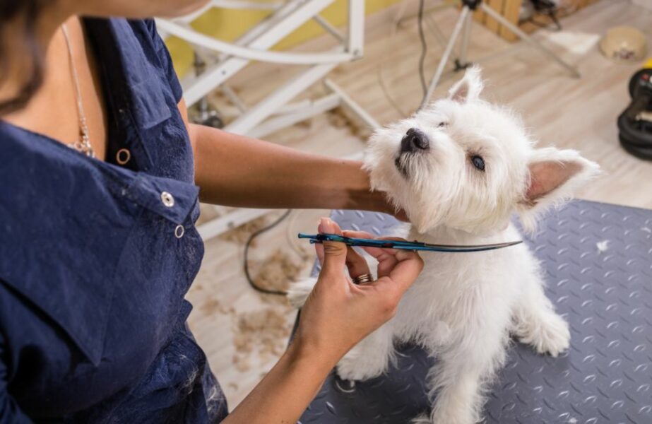 Pets no mercado de trabalho - CãoBoy Clínica Veterinária