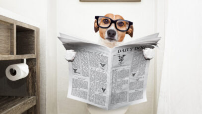 O que fazer para tratar da diarreia em cães