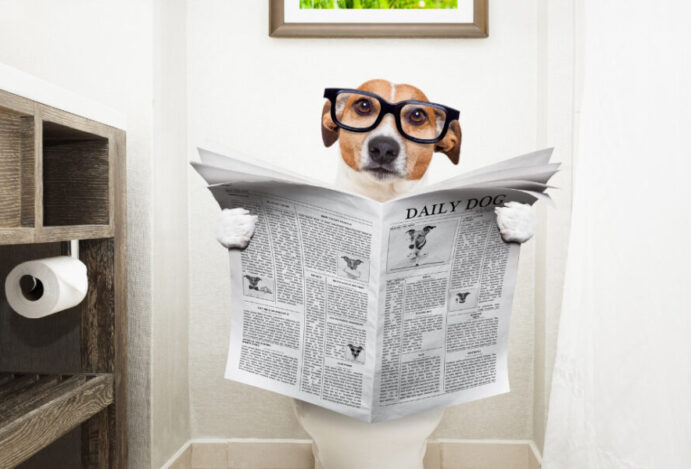 Imagem relacionada a: O que fazer para tratar da diarreia em cães