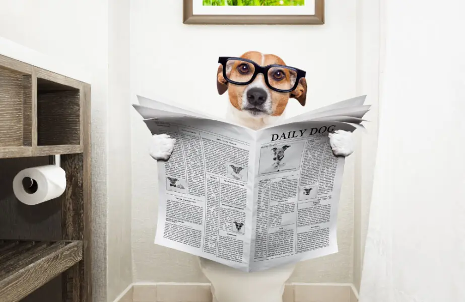 Diarreia Diarreia em cães