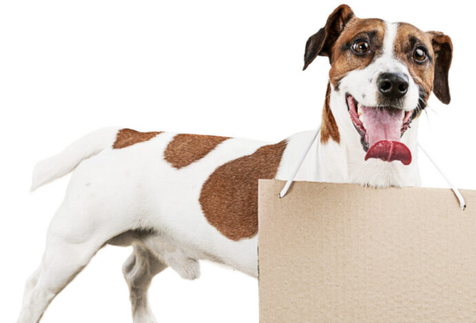 Imagem relacionada a: Nomes de cachorro: uma escolha ligada a afeto e imaginação