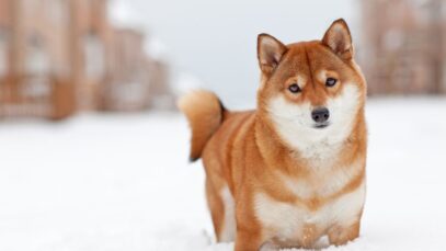 Principais características do Shiba Inu Shiba Inu
