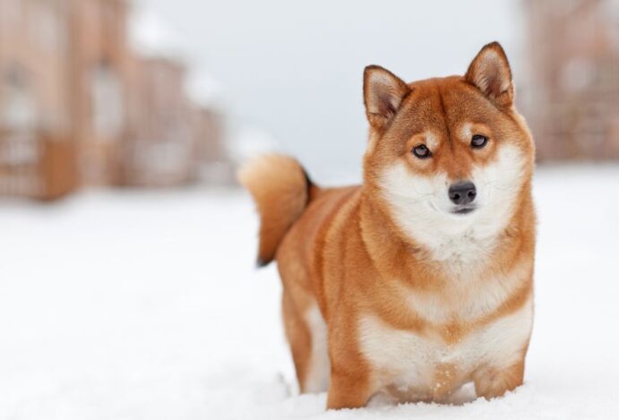 Shiba Inu