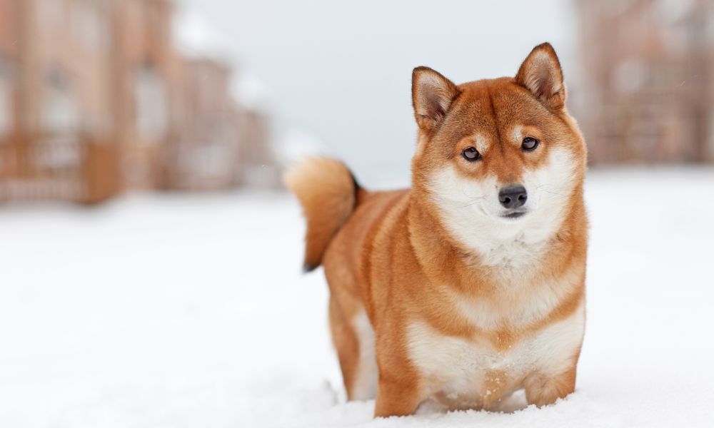 Shiba Inu