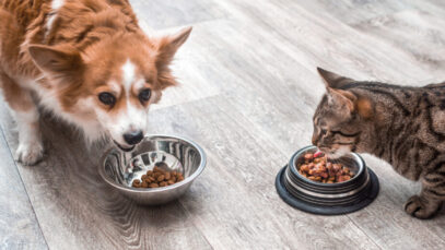 Pode dar ração de cachorro para gatos?