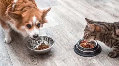 Pode dar ração de cachorro para gatos?
