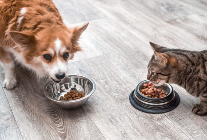Imagem relacionada a: Pode dar ração de cachorro para gatos?