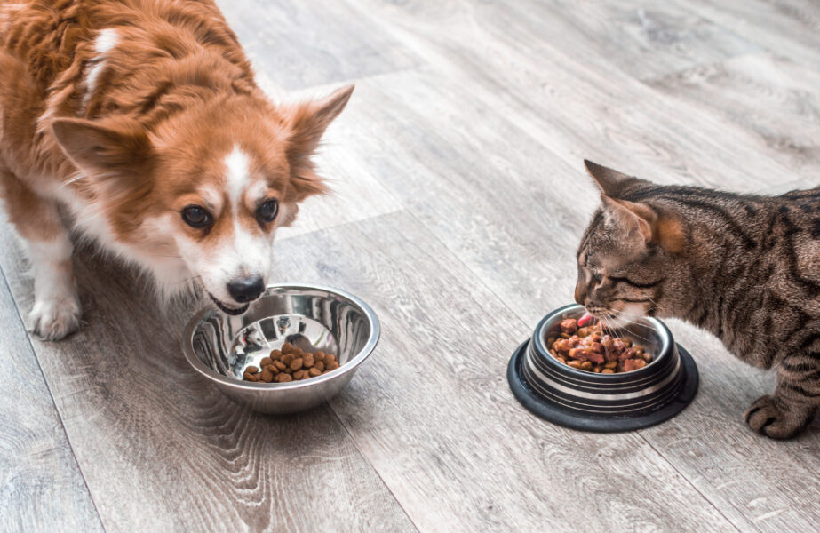 Ração de cachorro para gatos