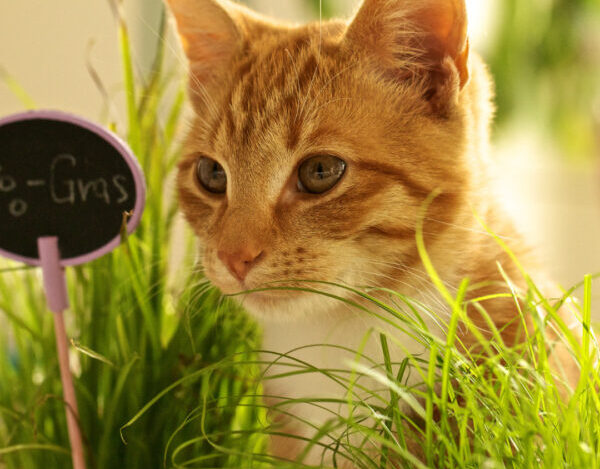 Imagem relacionada a: Erva de gato: efeitos recreativos e terapêuticos para manter o pet saudável