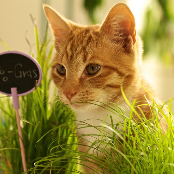 Erva de gato