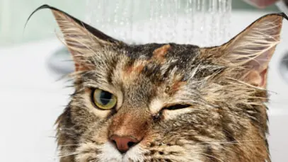 8 dicas para dar banho em gatos