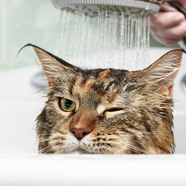 8 dicas para dar banho em gatos