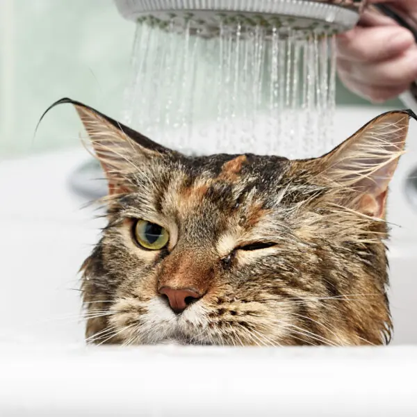 banho BANHO EM GATOS