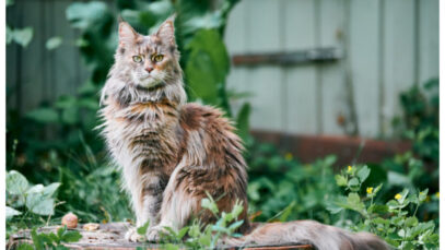 maine Conheça o Maine Coon, uma ótima companhia para idosos