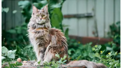 Conheça o Maine Coon, uma ótima companhia para idosos