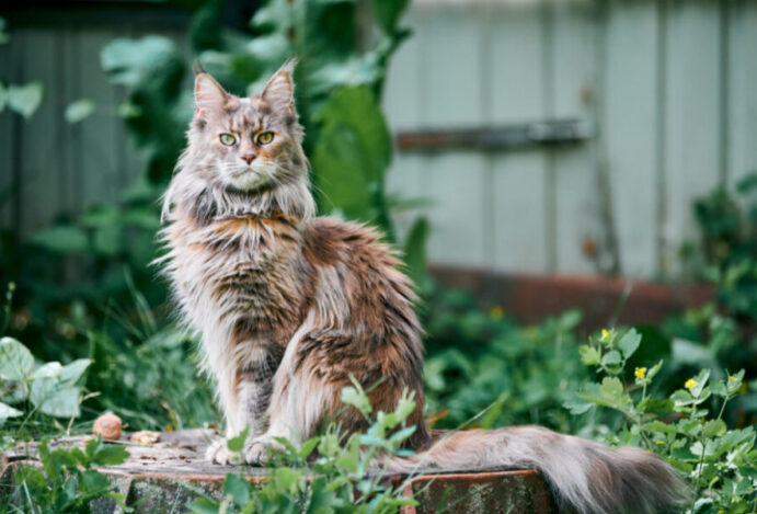 Imagem relacionada a: Conheça o Maine Coon, uma ótima companhia para idosos
