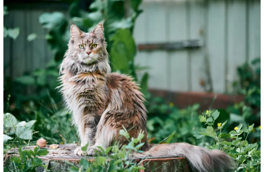 maine Maine coon