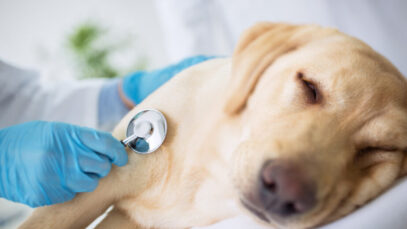 10 Sinais que podem indicar que seu cachorro está morrendo