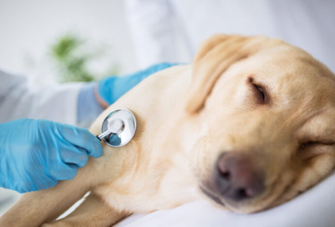 Imagem relacionada a: 10 Sinais que podem indicar que seu cachorro está morrendo