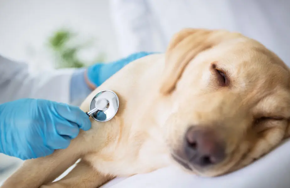 morrendo Cachorro está morrendo