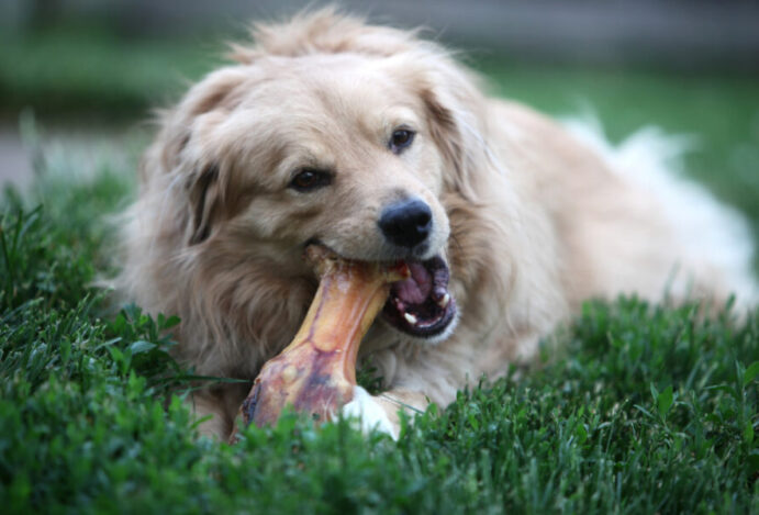 Imagem relacionada a: Cachorro pode comer osso?