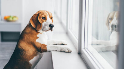 sozinho Cão sozinho em casa? Não se preocupe mais