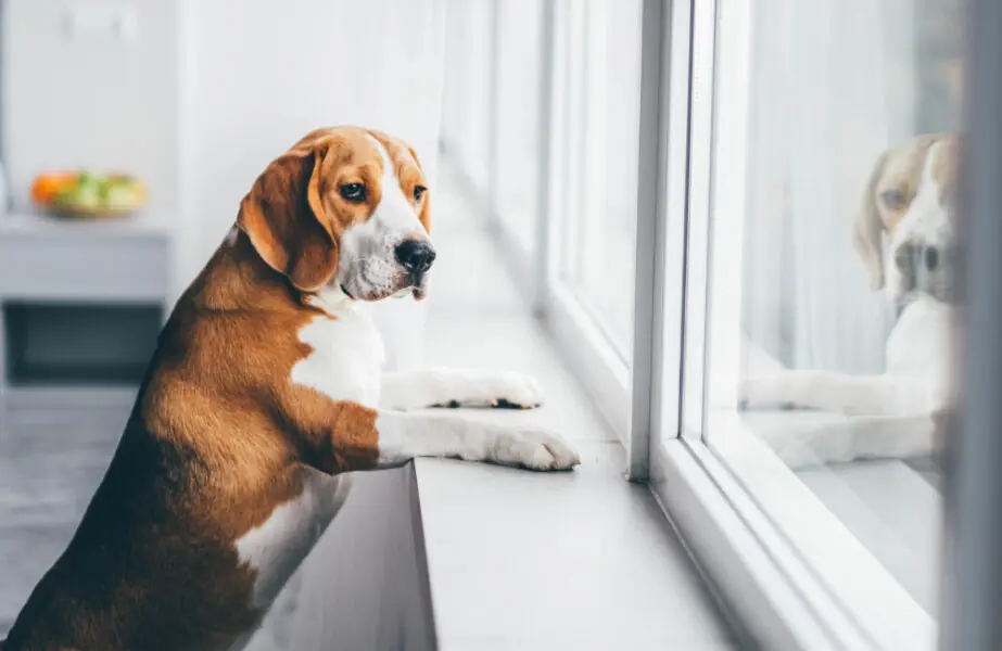 sozinho Cão sozinho