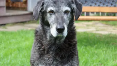 Respeito aos mais velhos! Valorize a vida de seu cachorro idoso