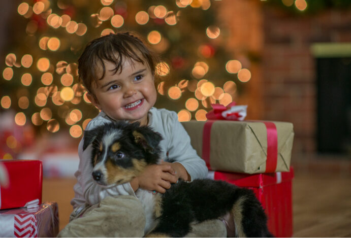Quer ter um cachorro? Não perca essas dicas